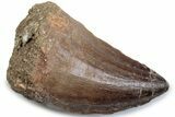 Fossil Mosasaur (Thalassotitan) Tooth - Morocco #384047-1
